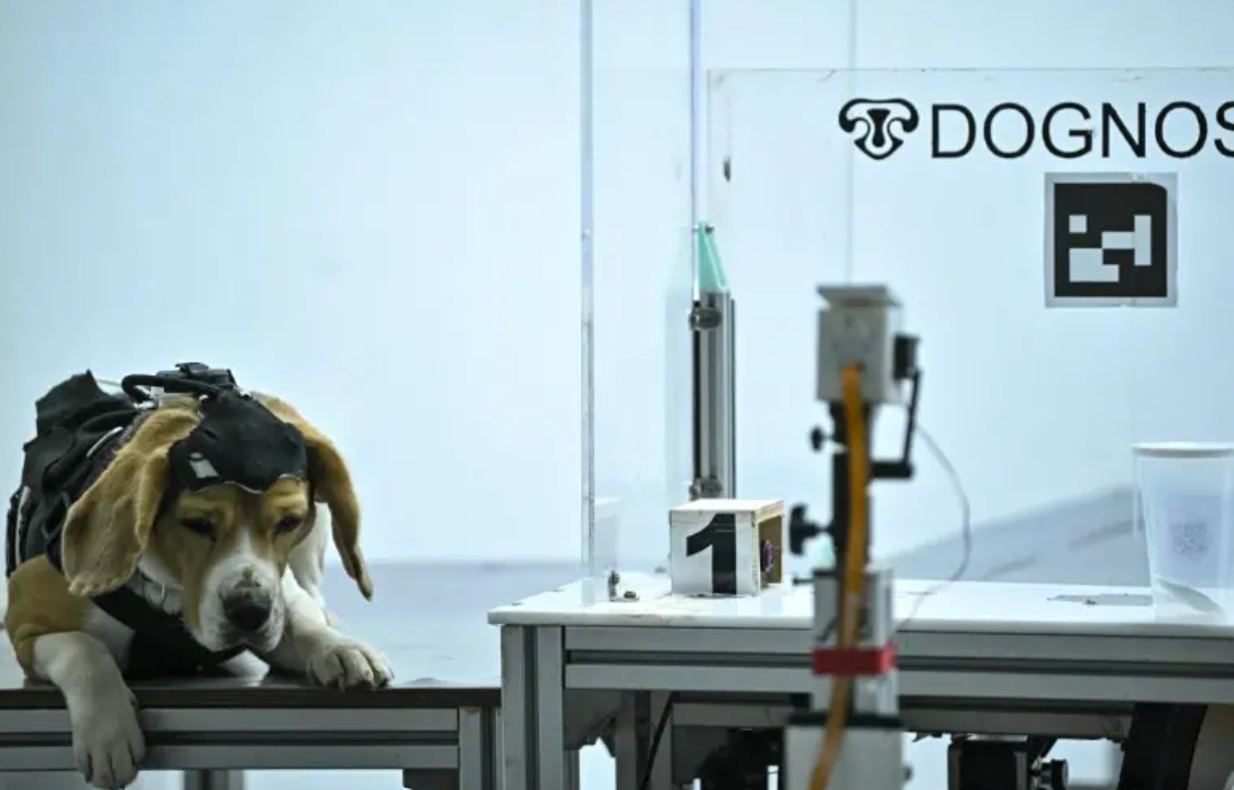Perros entrenados con inteligencia artificial buscan detectar el cáncer mediante el olfato