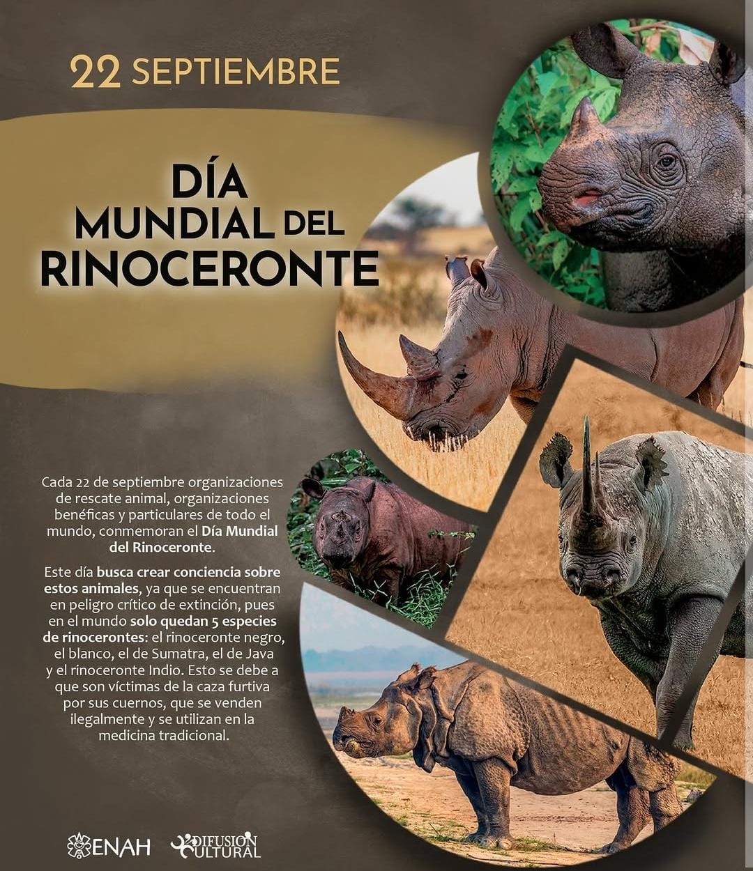 Día Mundial del Rinoceronte: una especie que aún lucha por sobrevivir