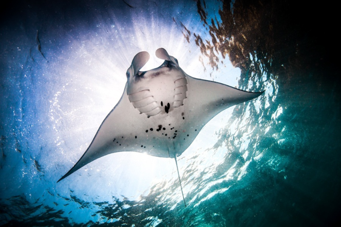 Colombia protege a las mantarrayas, especie clave para la salud de los océanos