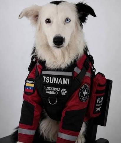 Tsunami’, el perro rescatista que fue homenajeado en Venezuela y ahora tiene su propia estatua