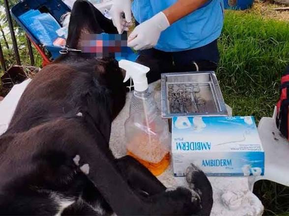 Falso veterinario fue condenado por la muerte de un perro en Flandes: habría utilizado varsol y cianuro