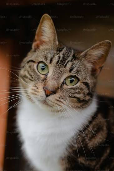 🐱 Salud felina: veterinario recomienda hábitos sencillos para prevenir enfermedades en los gatos