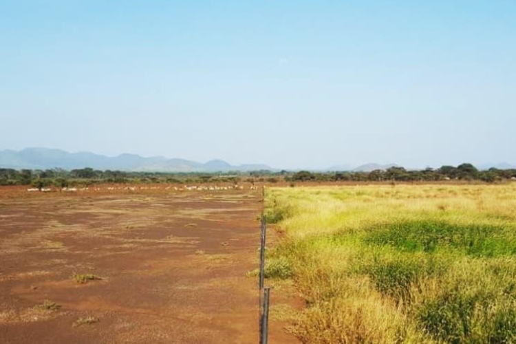Los pastizales africanos entran en el centro de la lucha contra la desertificación desde Kenia