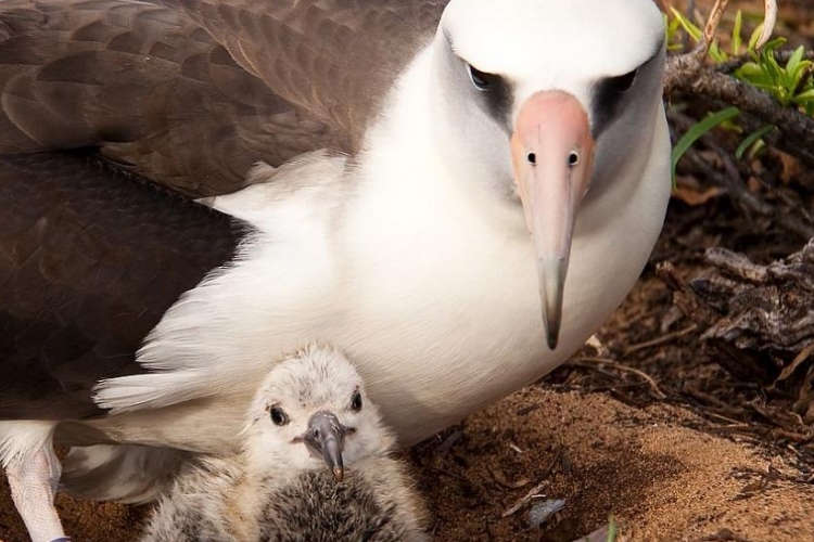 Albatros en peligro: Nueva Zelanda endurece las medidas contra la captura accidental