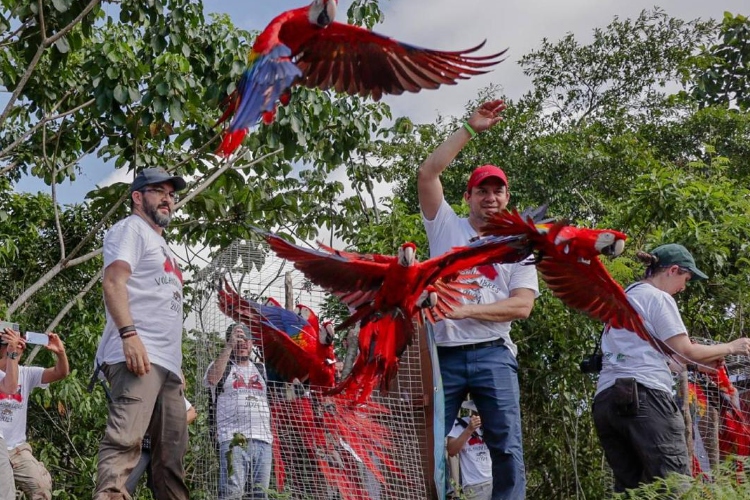 Una nueva oportunidad para la guacamaya roja: diez ejemplares fueron liberados en la selva de Petén