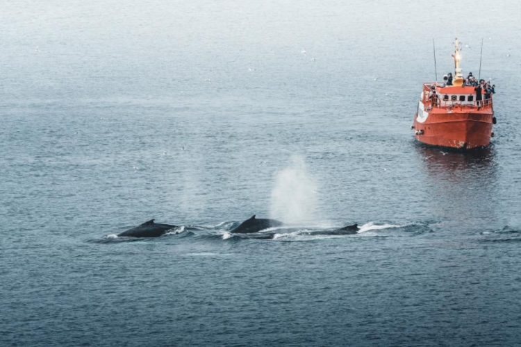 El ruido de los barcos amenaza la comunicación y el comportamiento de las ballenas