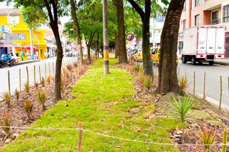 Más verde para Medellín: así avanza la transformación ambiental de sus corredores urbanos
