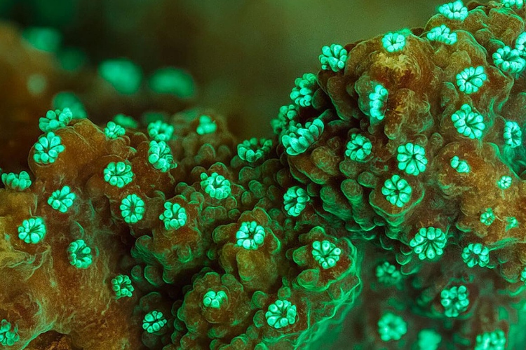 El resplandor oculto de la Gran Barrera de Coral: así avanza su exploración científica