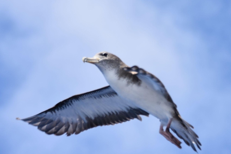 La noche también importa: Portugal intensifica la protección de sus aves marinas