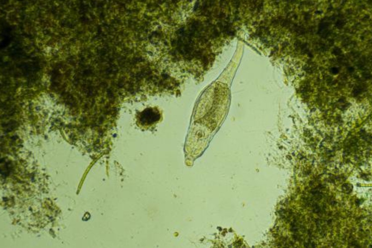 El mundo microscópico sorprende: descubren nuevas especies de microfauna