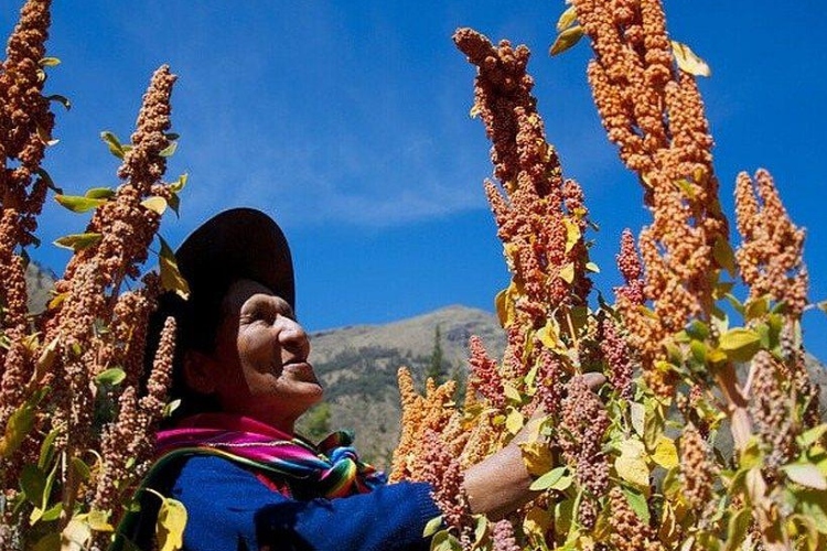 Los Andes buscan una quinua sostenible con menos impacto ambiental