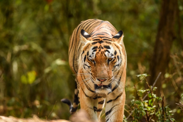 Monitoreo de Grandes Felinos en India: corredores de Madhya Pradesh mantienen conectadas a las poblaciones de tigres