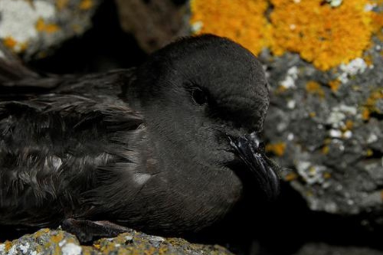 Azores apuesta por noches más oscuras para proteger al petrel de Bulwer
