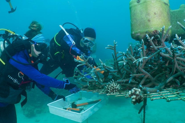 La carrera científica para crear corales capaces de soportar océanos más calientes