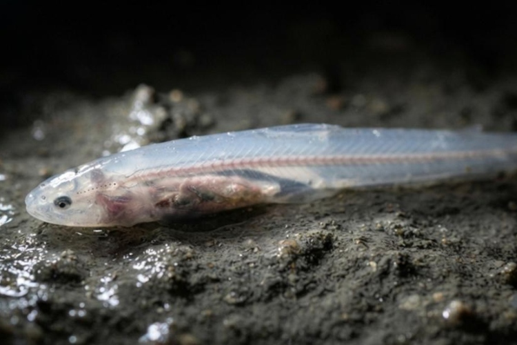 Encuentran un diminuto pez sin pigmentación en las aguas subterráneas de la India