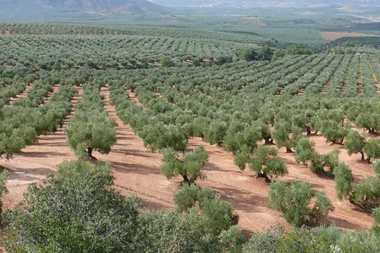 El suelo de los olivares entra en una nueva era de vigilancia ambiental en España