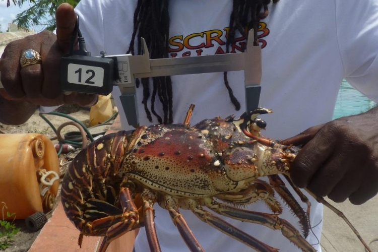 Langosta en pausa: el Caribe refuerza las medidas para proteger su reproducción - HSB NOTICIAS