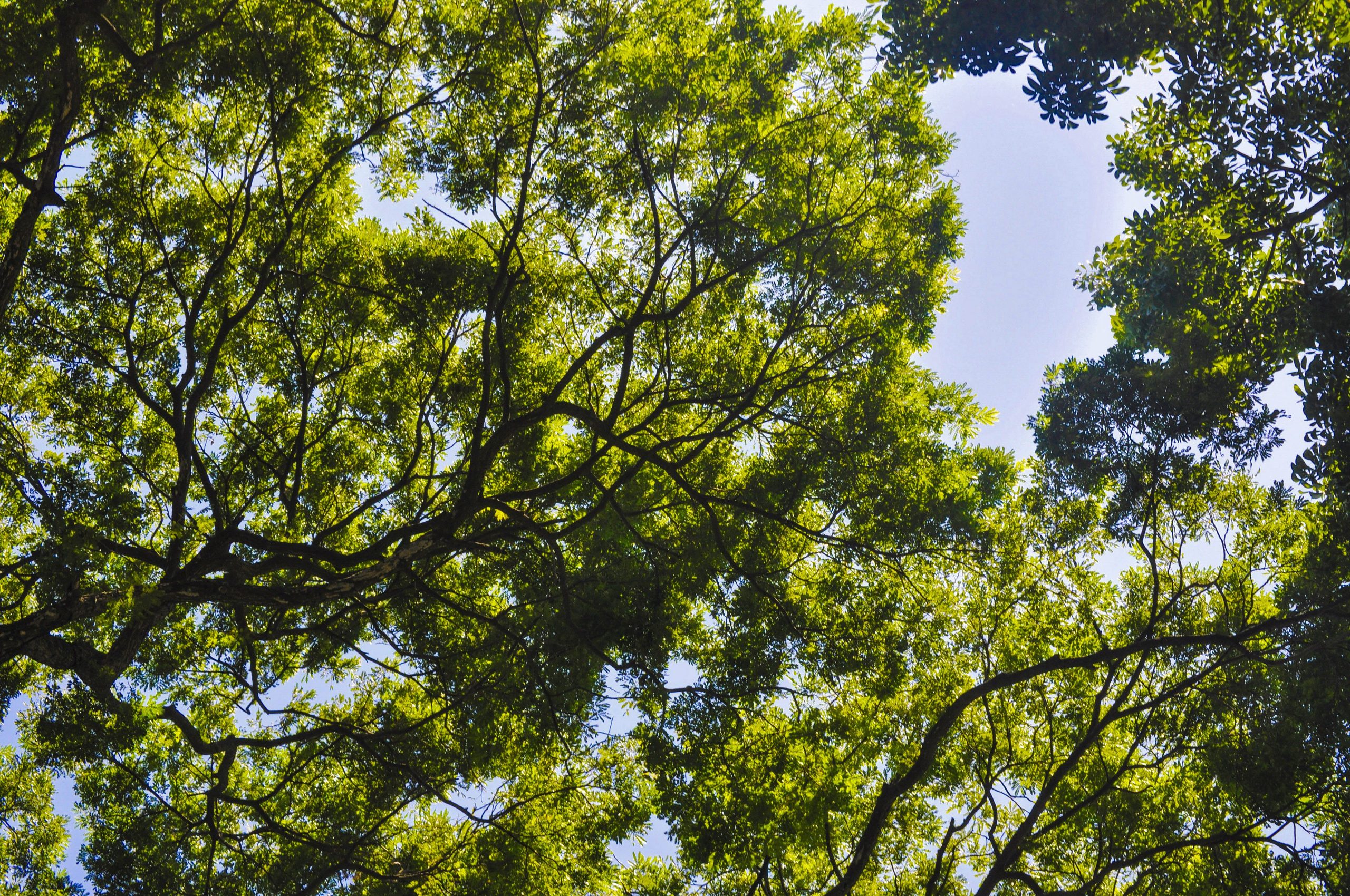 ¡Colombia cambia el concreto por naturaleza y esta transformación podría salvar a sus ciudades del calor extremo!