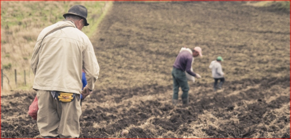 Productores de papa y yuca en Colombia fortalecer sus cultivos en Día Mundial de la Agricultura