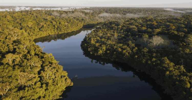 Dia de la Amazonia: La accion climatica en el Bioma mas importante de Brasil comienza en las ciudades