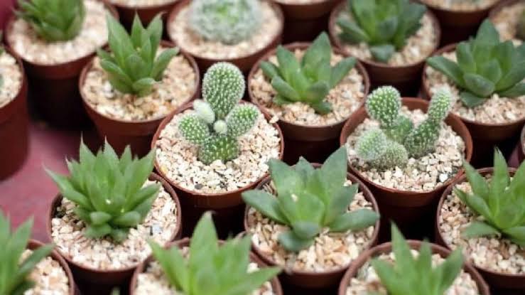 Cactus y suculentas: ¿son lo mismo? Estas son las diferencias que debe conocer